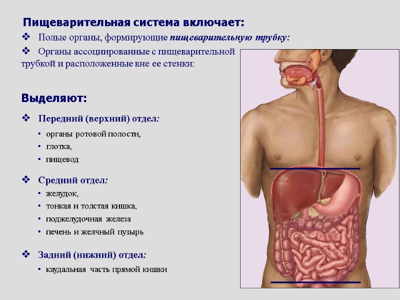 Пищеварительная система включает: Полые органы, формирующие пищеварительную трубку: Органы ассоциированные с пищеварительной трубкой и